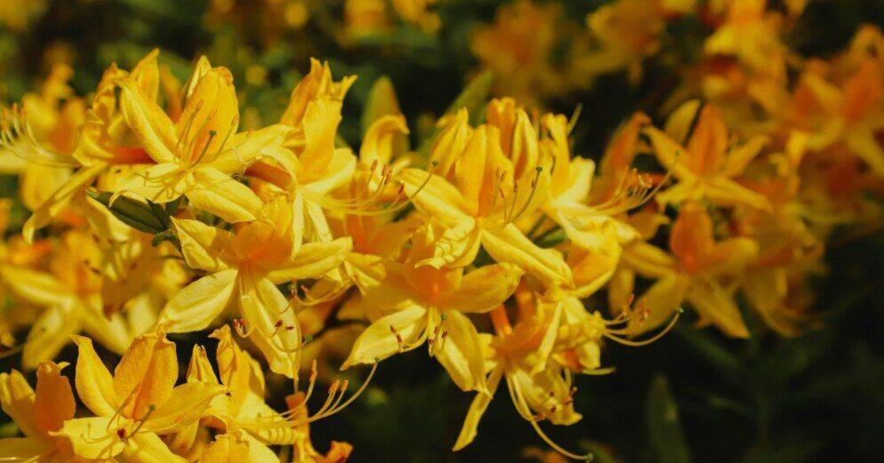 ФОТО. В Национальном ботаническом саду в Саласпилсе вовсю цветут рододендроны