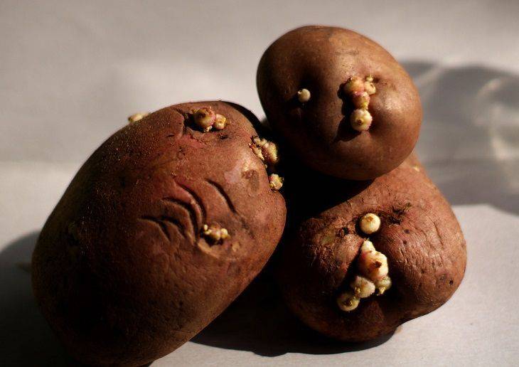 Не выбрасывайте картофельные ростки: как ушлые дачники применяют их с пользой