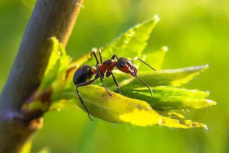 Простой и проверенный способ избавиться от садовых муравьев без химии