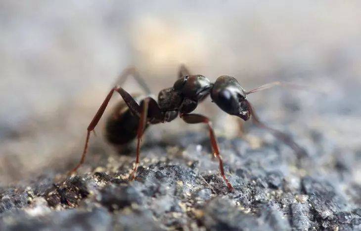 Копеечное средство – и муравьи исчезнут с огорода сразу и навсегда: так поступают умные дачники
