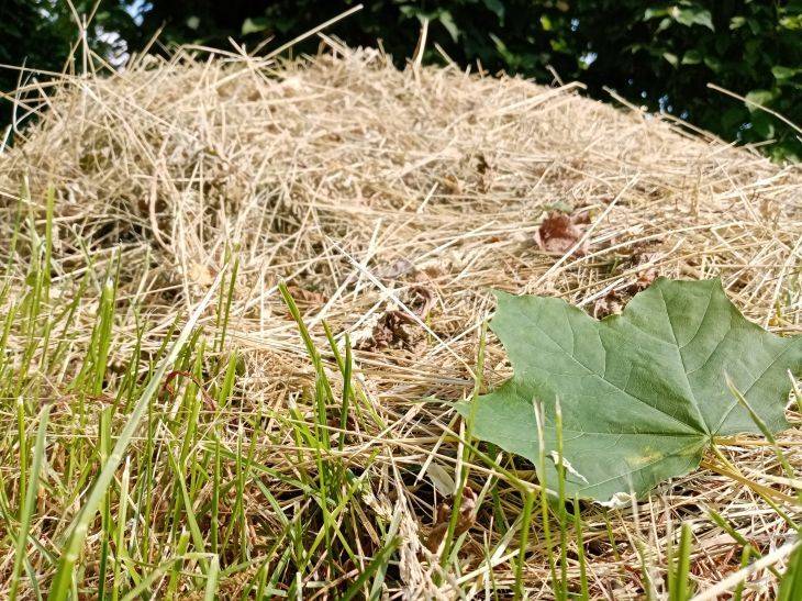 Как с помощью сена можно избавится от мучнистой росы на огурцах: дачная хитрость