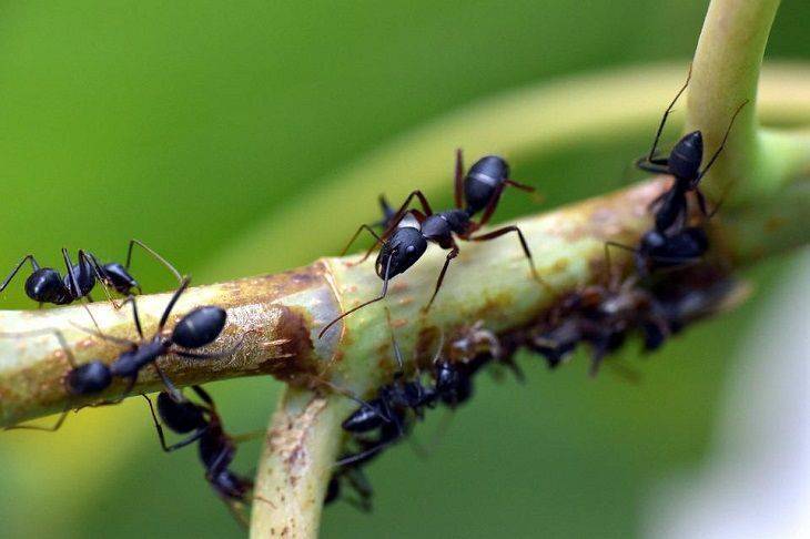 Как избавиться от надоедливых муравьёв на участке: старый способ