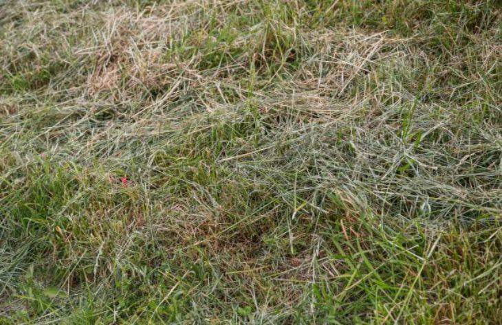 Почему не стоит выбрасывать скошенную траву: опытные огородники раскрыли секреты