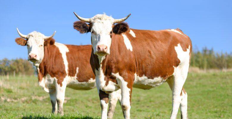 Разведение крупного рогатого скота: как растить животных, какие продукты можно с них получить и как это сделать
