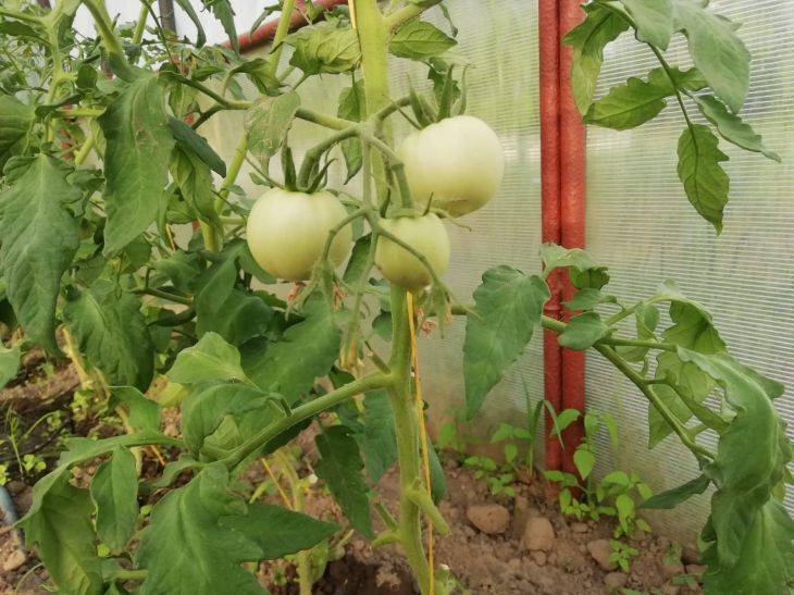 Чем подкормить помидоры в теплице после появления завязей: справится даже школьник