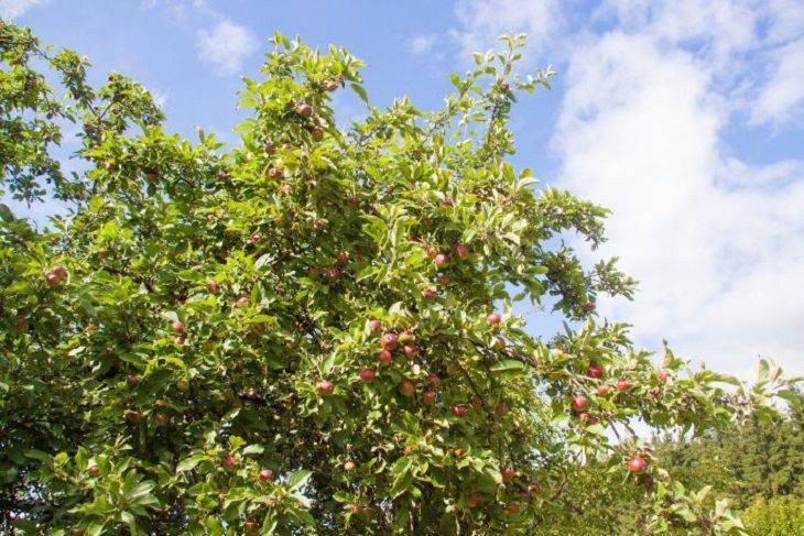 Как заставить яблоню давать большой урожай: забытый многими, но эффективный и надёжный метод