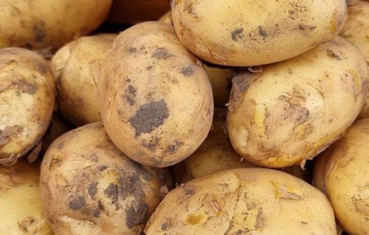 Чем подкормить картофель в июне-июле, чтобы по 3-4 кг урожая с куста стало реальностью