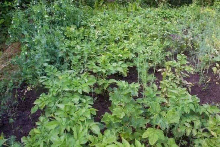 Какие растения можно посадить в июле после картофеля: ошибки многих дачников