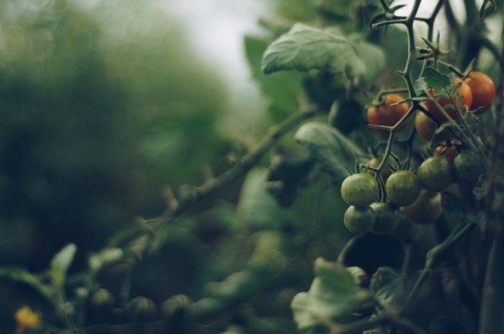 Чем обрабатывать томаты в теплице от болезней: секреты, которые позволят получить хороший урожай
