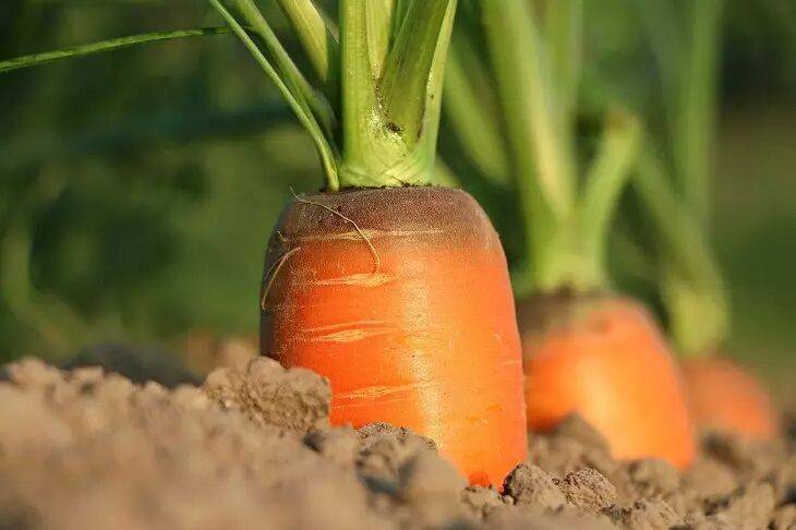 Какое растение замедляет рост моркови: опасное соседство, о котором нужно знать огородникам