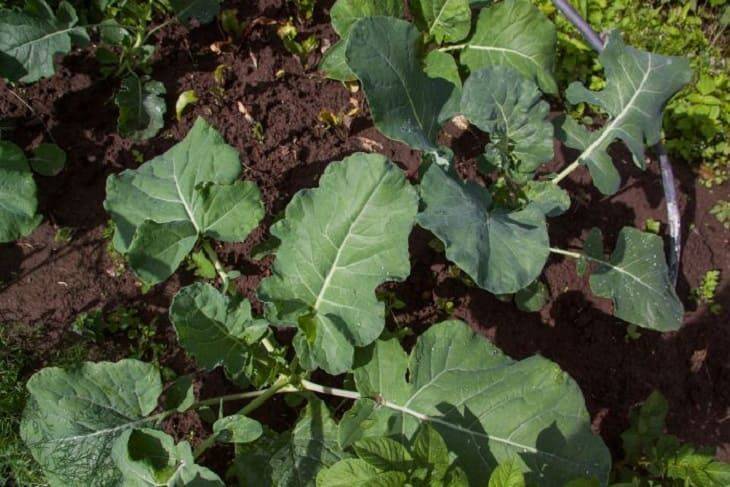 Хитрый способ посадки капусты: как увеличить урожай в 2 раза