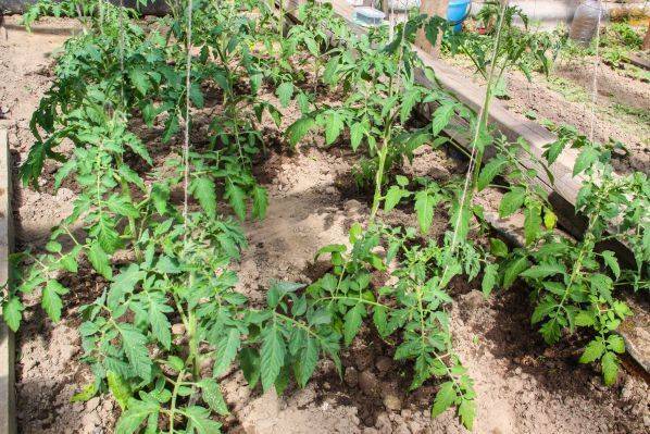 Как можно использовать ботву томатов с выгодой для огорода: хитрость продвинутых огородников