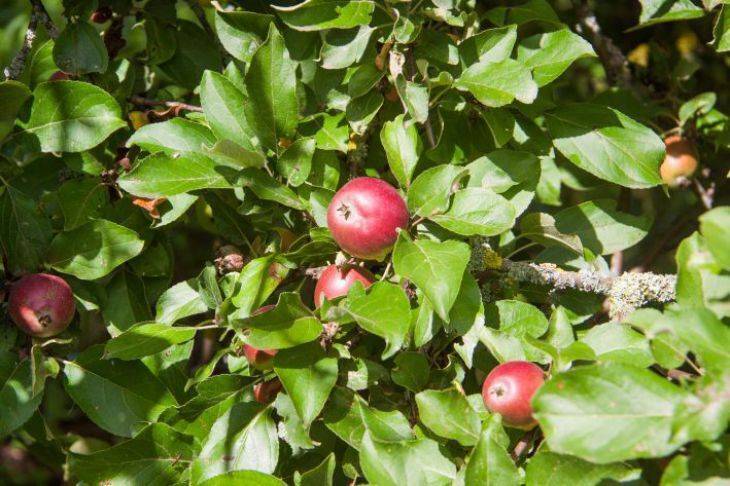 Что делать, если яблоки червивые на дереве: правильно избавляемся от плодожорки