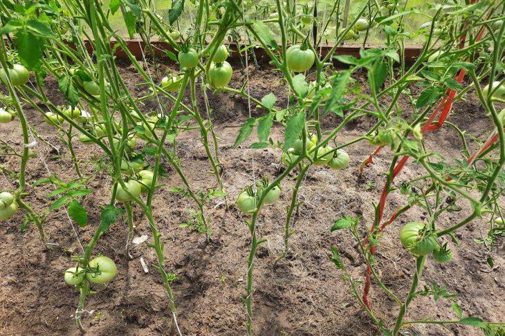 Для чего опытные садоводы оставляют в земле кочерыжки от капусты и корни помидоров