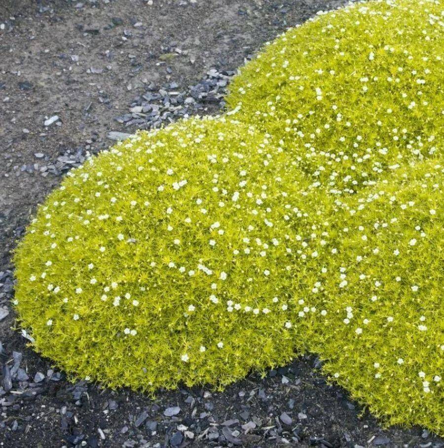 Мшанка шиловидная (ирландский мох): фото в ландшафтном дизайне, сорта, отзывы