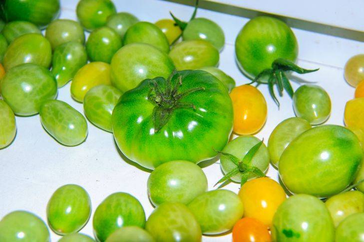 Дозревание томатов дома: 3 народных способа для ускорения покраснения собранного урожая