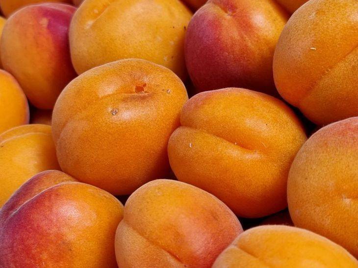 Чем обработать абрикос от монилиоза: полезные советы огородникам
