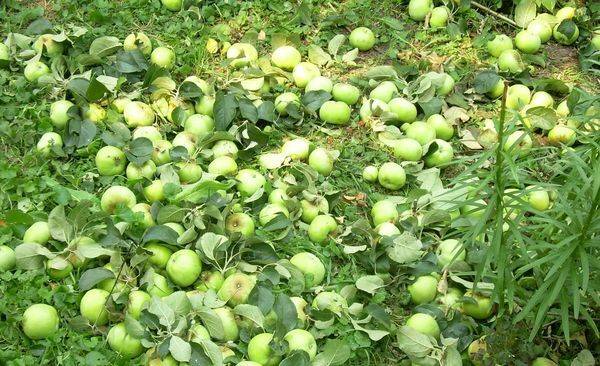 Почему опадают яблоки с яблони раньше поспевания: причины и что делать