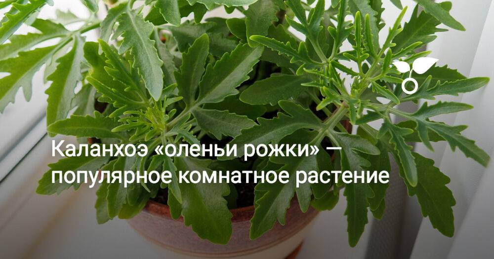 Каланхоэ «оленьи рожки» — популярное комнатное растение