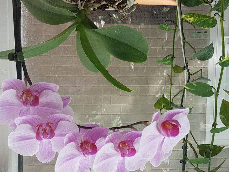 Простой способ заставить цвести сразу все орхидеи: добиться цветения можно даже без подкормок