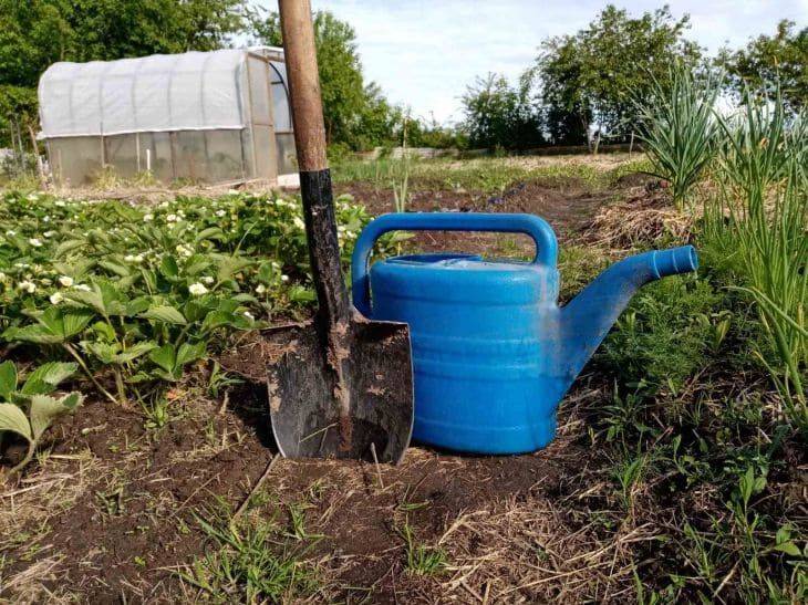 Как избавиться от слизней в огороде при помощи кирпича: дачный трюк