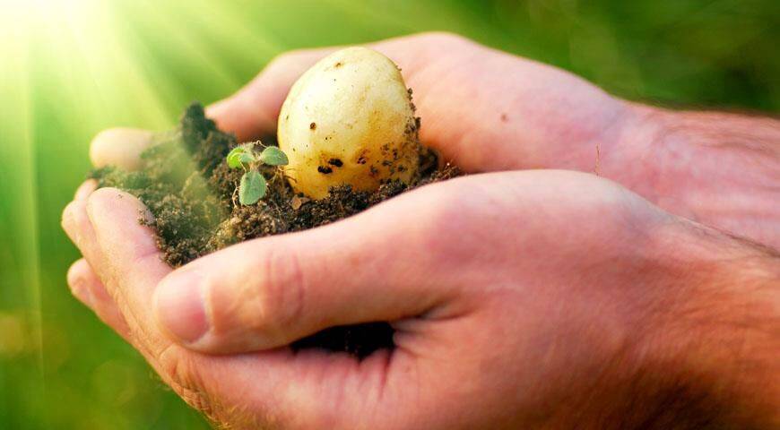 Новости картофелеводства России: ученые с помощью ультразвука повысили всхожесть картофеля более чем в 4 раза