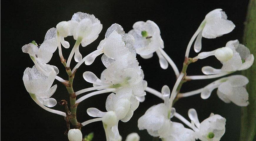 Новый миниатюрный вид орхидей с необычными блестящими на солнце цветками с гор Танзании