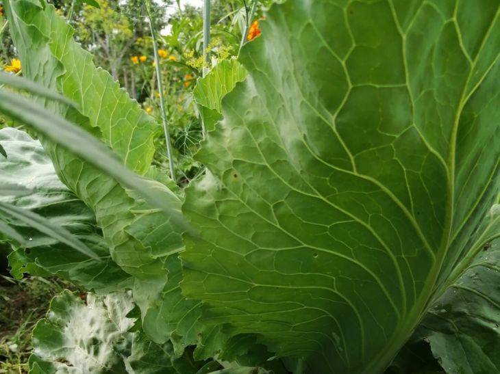 Как вырастить самые крупные кочаны капусты: 3 хитрости в августе и соседи позавидуют урожаю