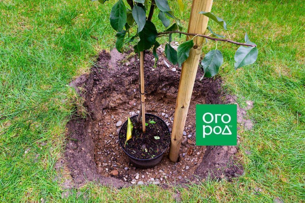 Как подготовить посадочную яму для яблони и груши