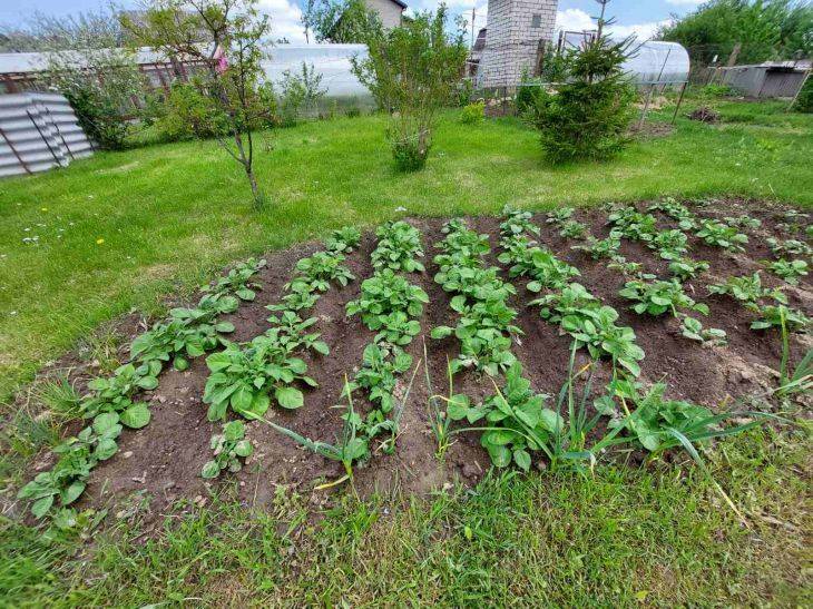 Что посадить в огороде в августе: повторный посев зелени, корнеплодов и сидератов
