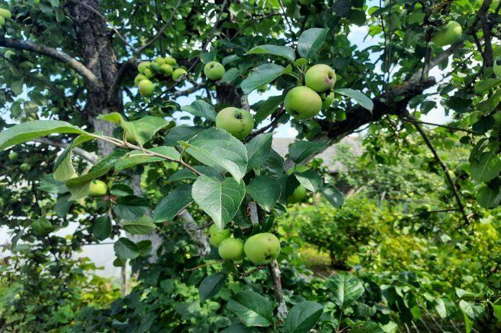 Подклад под яблони, груши и вишни, после которого деревья не будут ничем болеть: средство абсолютно бесплатное