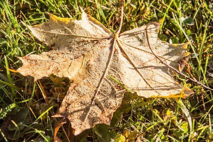 Как с пользой использовать опавшую листву в сентябре: 7 способов