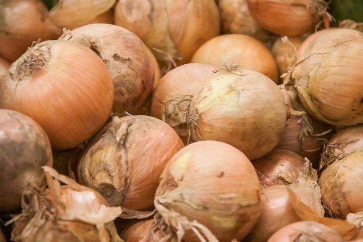 5 правил выращивания лука Эксибишен: если соблюдать все, получите луковицу весом в килограмм
