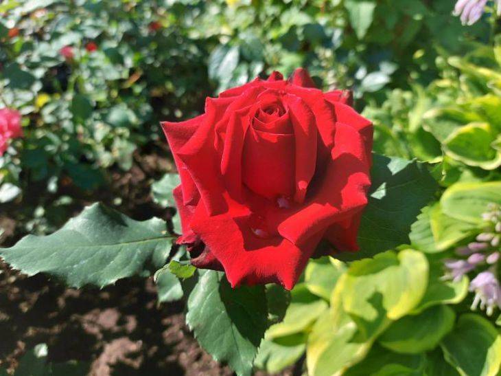 Как избавить розы от тли: садоводы назвали проверенное средство