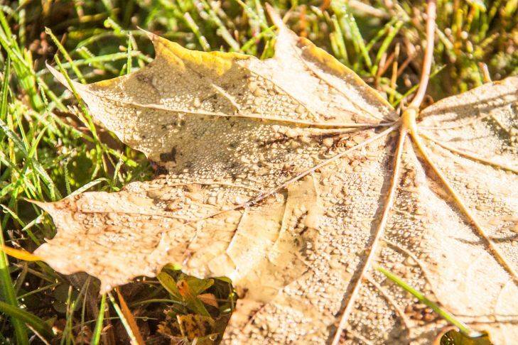Стоит ли убирать листву из огорода и сада осенью: многие дачники допускают ошибку