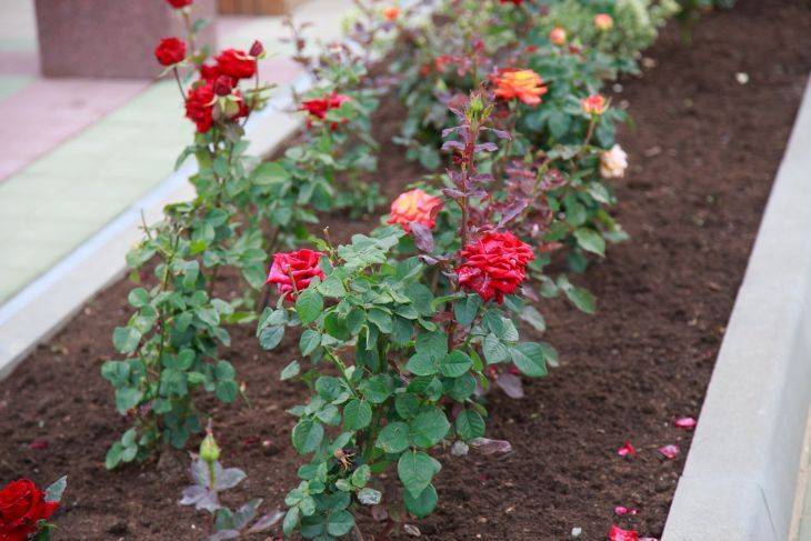 Чем опрыскать розы, чтобы они роскошно цвели и ничем не болели: 3 проверенных народных средства
