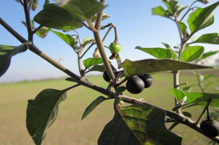 Разносчик фитофторы и черной тли: чем опасно растение с вкуснейшими ягодами