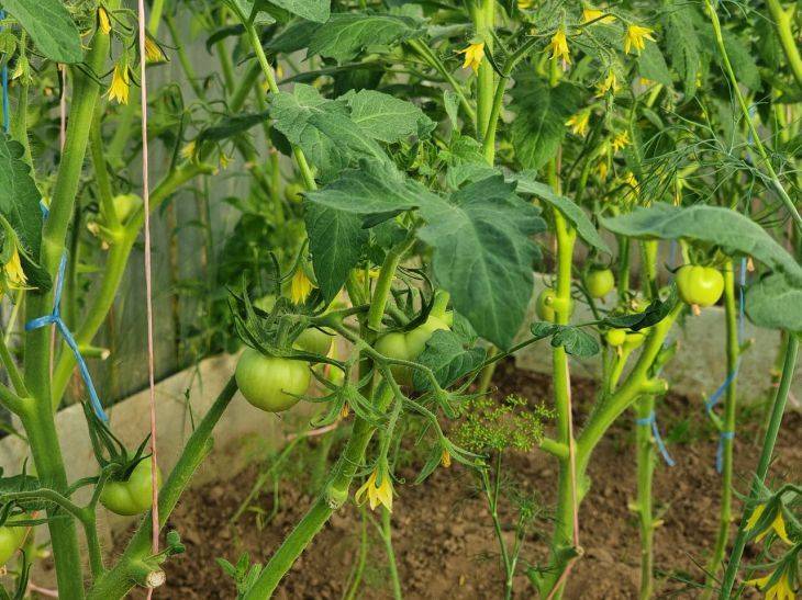 Какие цветы на томатах всегда нужно удалять: иначе придется снимать с кустов кривые помидоры