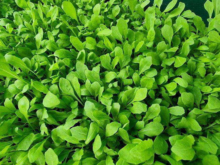 5 правил выращивания шпината: получить «мясистую» зелень совсем несложно
