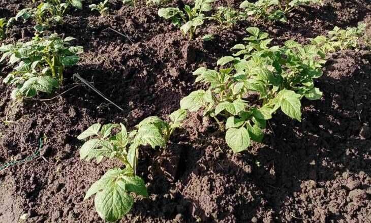 Почему опытные огородники советуют избавляться от листвы на картофеле