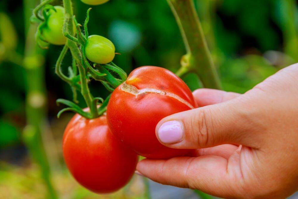 Что с плодами томатов: пятна, трещины, кэтфэйсинг, белые прожилки