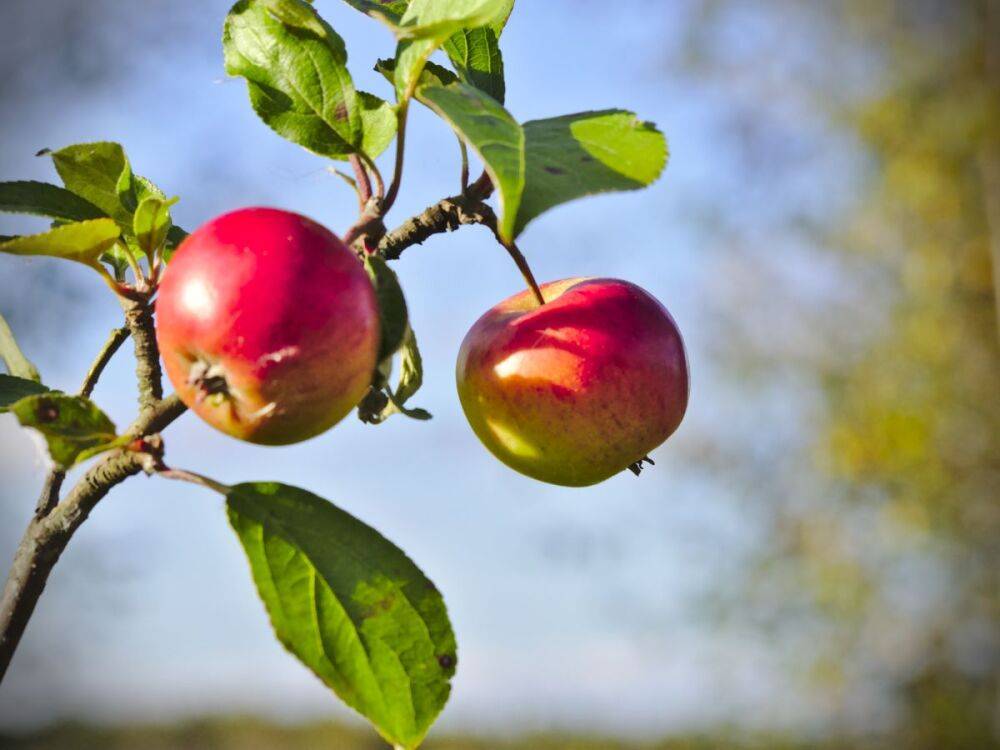 Почему яблоки мелкие: 5 причин и способы решения проблемы