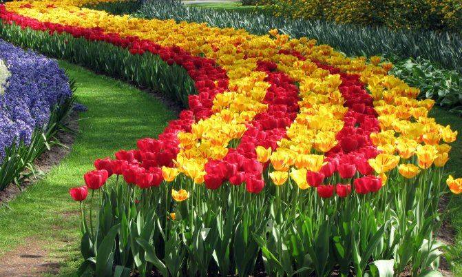 Что нужно знать о цветение тюльпанов