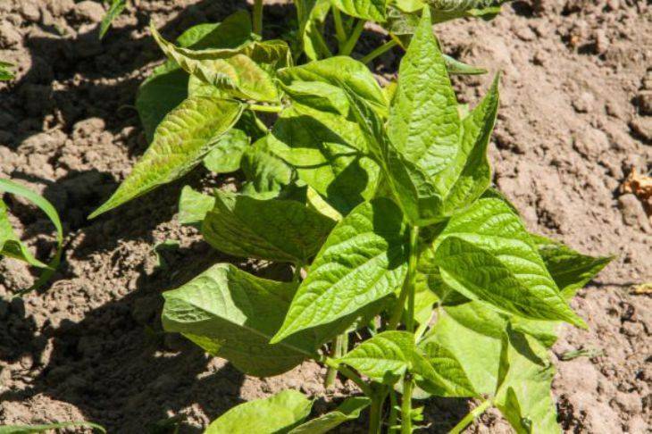 9 советов, которые помогут вам вырастить крупные перцы: 100%-ная гарантия хорошего урожая
