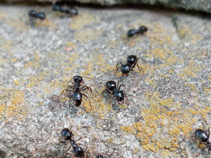 После этого копеечного средства муравьи бегут без оглядки с участка и оставляют его навсегда: ни одного насекомого через день