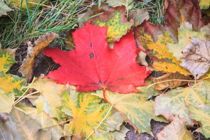 Как подготовить листовой перегной осенью: 6 базовых советов