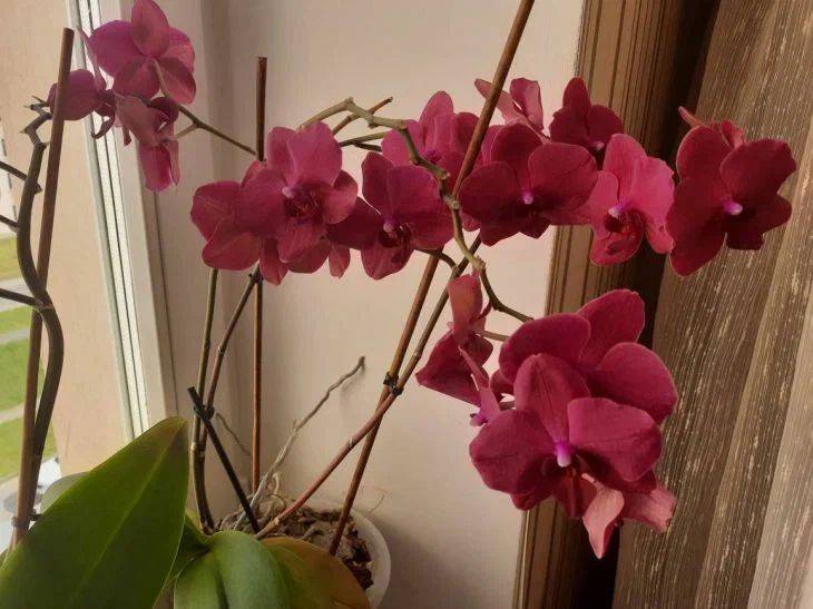 Секретный раствор для полива орхидеи: лучше обычной воды в 2 раза