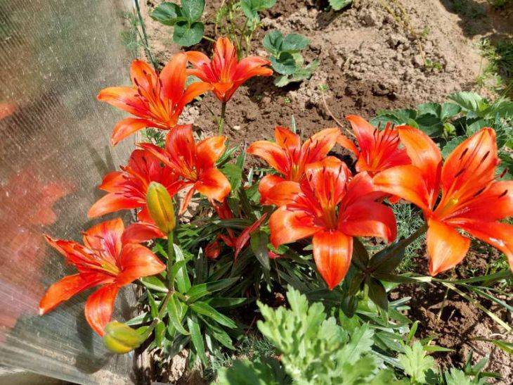 4 обязательных правила пересадки лилий: о чем забывают начинающие садоводы