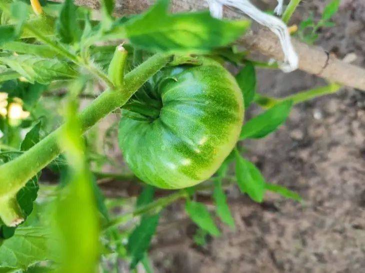 Способы, как ускорить созревание томатов, чтобы «поспели» за пару дней