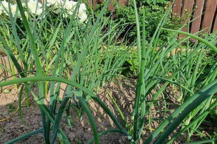 4 секрета огородников – и лук вырастет крепкий, сочный, размером с кулак и будет долго храниться